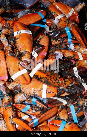 kanadische Hummerschalen werden hauptsächlich als Dünger und als Basis für die Suppen und Vorräte von Meeresfrüchten verwendet Stockfoto