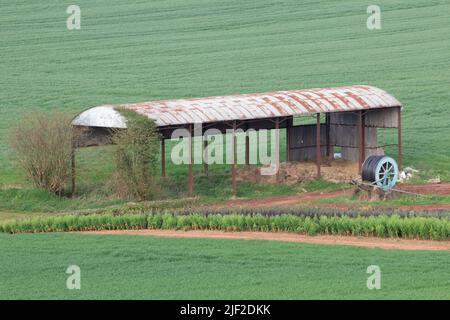 Alte Zinndach Scheune in der Mitte der neu gesät Maisfelder verlassen Stockfoto