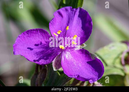 Purple Tradescantia Virginiana Stockfoto