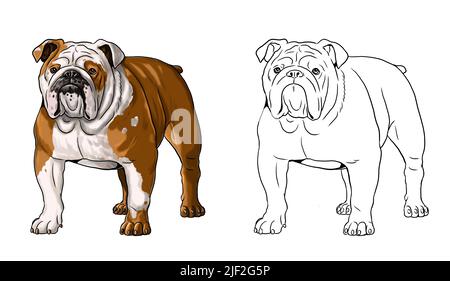 Cute englisch Bulldog Zeichnung für Malbuch. Isolierte Illustration mit dem süßen Hund. Britische Bulldog-Illustration. Stockfoto