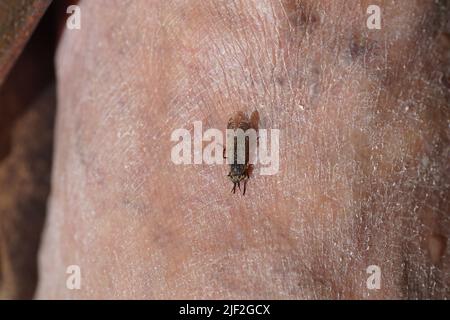 Weibliche gewöhnliche Pferdefliege, Kerbhörner-Cleg-Fliege, Cleg (Haematopota pluvialis), die in der Haut eines Fußes nach Blut beißt. Familie Tabanidae. Juni, Stockfoto