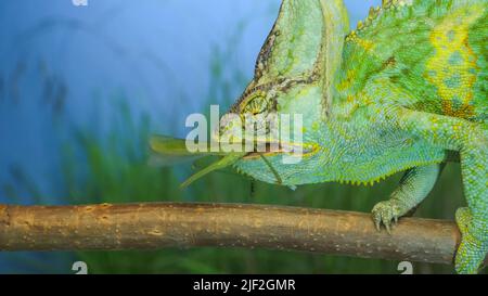 28. Juni 2022, Oblast Odessa, Ukraine, Osteuropa: Nahaufnahme, Das hellgrüne Chamäleon sitzt auf dem Ast und isst Heuschrecke. Verhülltes Chamäleon (Chamaeleo calyptratus) und Great Green Bush-Cricket (Bild: © Andrey Nekrasov/ZUMA Press Wire) Stockfoto