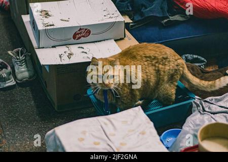 Charkiw, Ukraine. 26. April 2022. Eine Katze sitzt an ihrem Platz. Die meisten Menschen leben seit Beginn des Krieges in der U-Bahnstation Heroiv Pratsi in Charkiw. Einige von ihnen haben während der Evakuierung ihr Haus und ihr Eigentum verloren. Aufgrund des ständigen Beschusses in der Stadt verbringen die Menschen die meiste Zeit im Bahnhof. Freiwillige versorgen sie jeden Tag mit Nahrung und Medikamenten. (Foto: Lara Hauser/SOPA Images/Sipa USA) Quelle: SIPA USA/Alamy Live News Stockfoto