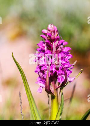 Nahaufnahme einer blühenden frühen Sumpforchidee Stockfoto