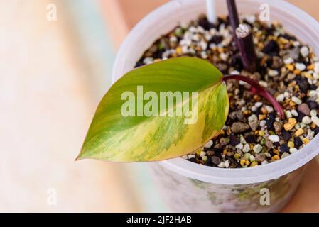 Philodendron Red Emerald / Philodendron Stawberry Shake Stockfoto