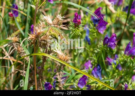 Grüne Eidechse (Lacerta bilineata) bei der Jagd auf Purple Vipers Bugloss (Echium plantagineum) Stockfoto