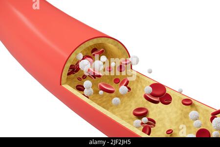 Rote und weiße Blutkörperchen in Blutgefäßen, 3D Rendering. Digitale Zeichnung des Computers. Stockfoto