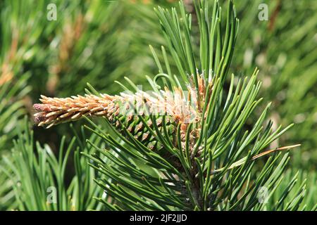 Seitenansicht der Spitze des Kiefernzweiges mit Knospen und grünem Kegel Stockfoto