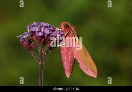 Ein atemberaubender Elefantenbuschmotte, Deilephila elpenor, der auf einer Blume sticht. Stockfoto