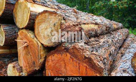 Große Holzstämme liegen in einem Haufen auf einem Grund von Grünwald. Kiefernholz, durch Holzfällerei vor dem Hintergrund des Waldes zerschnitten. Stockfoto