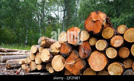 Große Baumstämme liegen auf einem Haufen auf einem Hintergrund von grünem Wald. Stockfoto