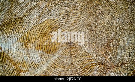 Ein abgesägter Baum. Die Struktur des Holzes. Querschnitt von Fichte und Lärchenholz. Nahaufnahme. Hintergrundtextur. Stockfoto