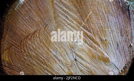 Ein abgesägter Baum. Die Struktur des Holzes. Querschnitt von Fichte und Lärchenholz. Nahaufnahme. Hintergrundtextur. Stockfoto