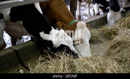 Junge Kühe Färsen fressen Heu in einem Viehstall. Das Konzept der Tierhaltung auf dem Bauernhof. Kühe essen in einer modernen Scheune. Viehzucht. Junge Färsen Stockfoto