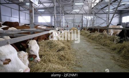Kuh dunkelbraun an einem Wintertag im Freien. Kälber fressen Heu auf dem Bauernhof. Junge Kälber fressen im Winter auf dem Bauernhof Heu. Stockfoto