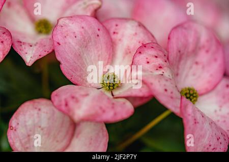 Nahaufnahme der blühenden Dogwood-Blume Stockfoto