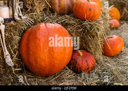 Verschiedene Sorten von Kürbissen und Kürbissen auf Stroh. Buntes Gemüse Draufsicht. Stockfoto