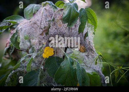 Apfelermin oder Yponomeuta malinellus. Raupen sammeln sich in Nestern, die aus dem Netz auf Baumblättern gewebt sind. Stockfoto