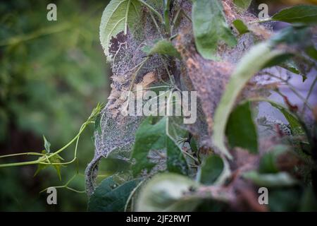 Apfelermin oder Yponomeuta malinellus. Raupen sammeln sich in Nestern, die aus dem Netz auf Baumblättern gewebt sind. Stockfoto