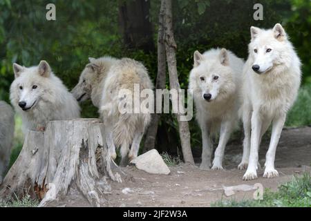 Olomouc, Tschechische Republik. 29.. Juni 2022. Im Stadtzoo in Olomouc toben Wölfe aus der Hudson Bay durch ihr Gehege. Der Stadtzoo in Olomouc hat die erste Wolfssafari in der Tschechischen Republik. (Bild: © Slavek Ruta/ZUMA Press Wire) Stockfoto