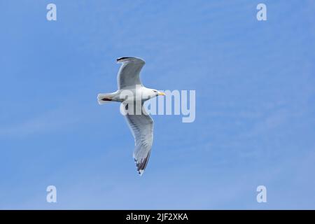 Fliegende Möwe, Travemünde, Lübeck, Schleswig-Holstein, Deutschland Stockfoto