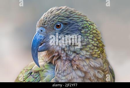 Nahaufnahme eines Kea (Nestor notabilis) Stockfoto