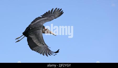 Fliegender Marabou-Storch (Leptoptilos crumeniferus) Stockfoto