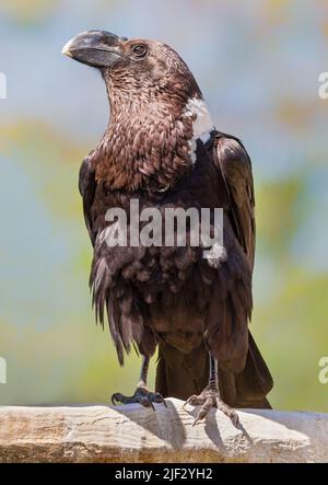 Nahaufnahme eines Weißhalsraben (Corvus albicollis) Stockfoto