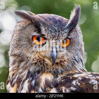Frontale Nahaufnahme einer eurasischen Adlereule (Bubo bubo) Stockfoto