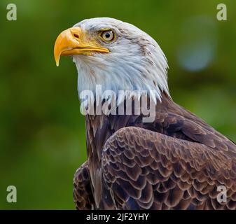 Nahaufnahme eines Weißkopfadlers (Haliaeetus leucocephalus) Stockfoto