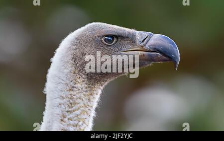 Seitenportrait eines Geiers mit weißem Rücken (Gyps africanus) Stockfoto