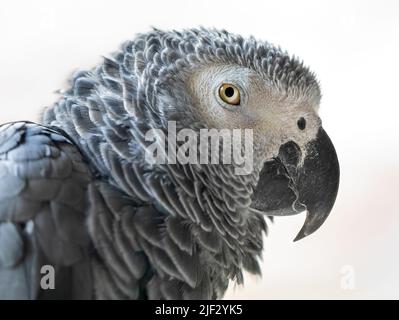 Nahaufnahme eines afrikanischen Graupapageien (Psittacus erithacus) Stockfoto