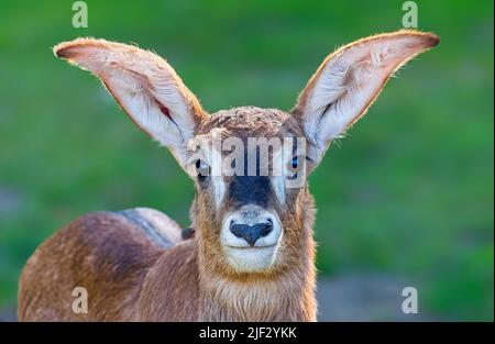 Frontale Nahaufnahme einer jungen Roan-Antelope (Hippotragus equinus) Stockfoto