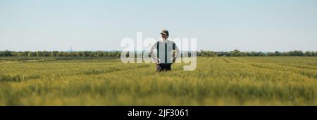 Panoramabild des Bauern mittleren Alters mit Händen auf Hüften, die auf unreifen Gerstenfeldern stehen und über die Plantage blicken, mit grünem T-Shirt und Stockfoto