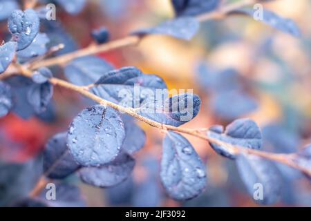 Tunberger Berberbaum verzweigt sich mit dunkelblauen oder violett dichten Blättern mit Tau-Tropfen am frühen Morgen im Park. Berberis thunbergii Pflanze nach Stockfoto