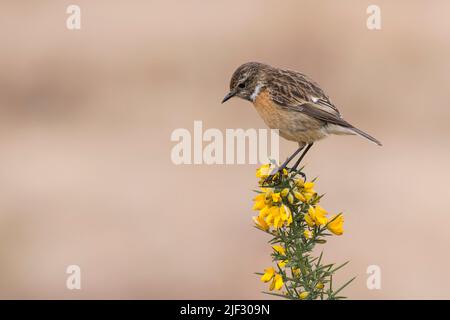 Weibliche Stonechat, Saxicola rubicola, auf einem Ginsterbusch, Dumfries & Galloway, Schottland Stockfoto