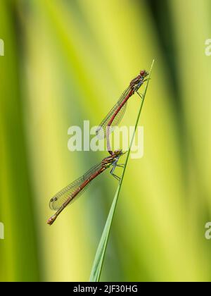 Große rote Damselfliegen, Nymphula Pyrrhosoma, Paarung, auf Irisblättern in einem Teich, Dumfries & Galloway, Schottland Stockfoto