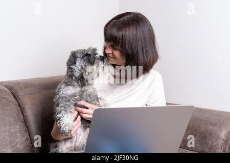 Schöne Frau mittleren Alters mit einem niedlichen Miniatur-Schnauzer Hund arbeitet zu Hause auf einem Laptop, während sie auf der Couch sitzt. Frau mittleren Alters arbeitet aus der Ferne Stockfoto
