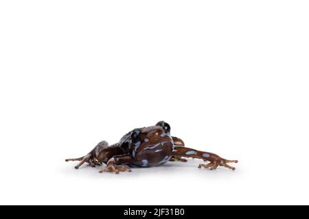 Der blau gestreifte Giftpfeilfrosch Anthonyi buena, auch bekannt als epipedobates, sitzt mit Blick auf die Vorderseite. Isoliert auf weißem Hintergrund. Stockfoto