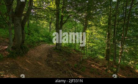 Weg durch Buchenwald. Schöne Natur im Freien Szene. Grüne Landschaft Konzept. Reise Hintergrund in gestrahltem Licht an einem sonnigen Tag Stockfoto