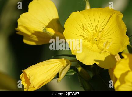 Blumen Oenothera biennis, Oenothera biennis oder Flight - Oenothéra biennis ist eine zweijährige Pflanze der Cypress-Familie, die in Nordamerika beheimatet ist. In hor Stockfoto