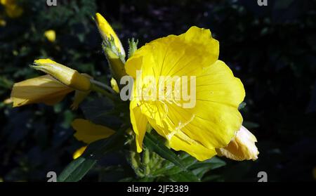 Blumen Oenothera biennis, Oenothera biennis oder Flight - Oenothéra biennis ist eine zweijährige Pflanze der Cypress-Familie, die in Nordamerika beheimatet ist. In hor Stockfoto