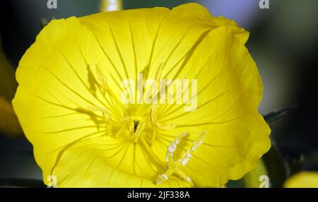 Blumen Oenothera biennis, Oenothera biennis oder Flight - Oenothéra biennis ist eine zweijährige Pflanze der Cypress-Familie, die in Nordamerika beheimatet ist. In hor Stockfoto