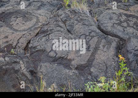 Uralte hawaiianische Felskunst ist auf dem Pu'U Loa Petroglyph Trail im Hawai'i Volcanoes National Park zu sehen. Stockfoto