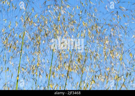 Goldene Hafer Gras Stipa gigantea Blütenköpfe und Pollen Stockfoto