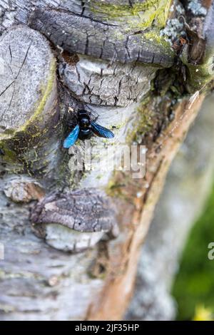 Eine wunderschöne blaue Holzbiene arbeitet am Stamm eines alten Baumes. Stockfoto