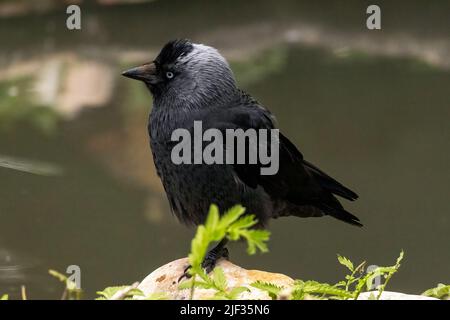 Jackdaw im Wildfowl and Wetlands Trust Wetland Center, Arundel, West Sussex, Großbritannien, einem Naturschutzgebiet, das vom Wildfowl and Wetlands Trust verwaltet wird. 10. Juni Stockfoto