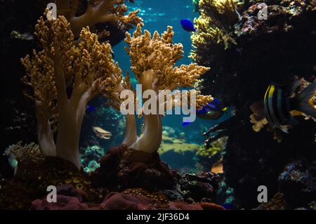 Korallen und Fische im Meerwasseraquarium. Beobachtung der Unterwasserwelt. Tier und Pflanzen Foto unter Wasser Stockfoto