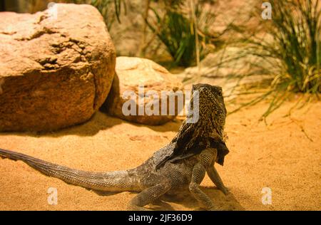 Bärtiger Drache im Terrarium. Reptil aus Australien. Beobachtungspet. Kleiner Drache. Tierfoto eines Reptils Stockfoto