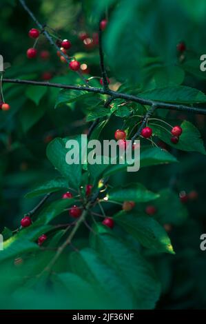 Viele Kirschen hängen im Baum. Hochwertige Fotos Stockfoto